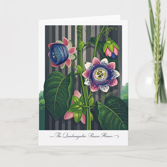 Die vierkantige Passionsblume Moderne Botanik Karte (Vorderseite)
