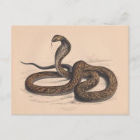Die Vintage Zoologische Postkarte Cobra