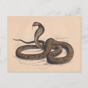 Die Vintage Zoologische Postkarte Cobra