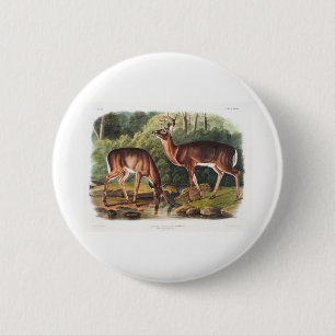 die viviparous vierrupts von John James Audubon Button