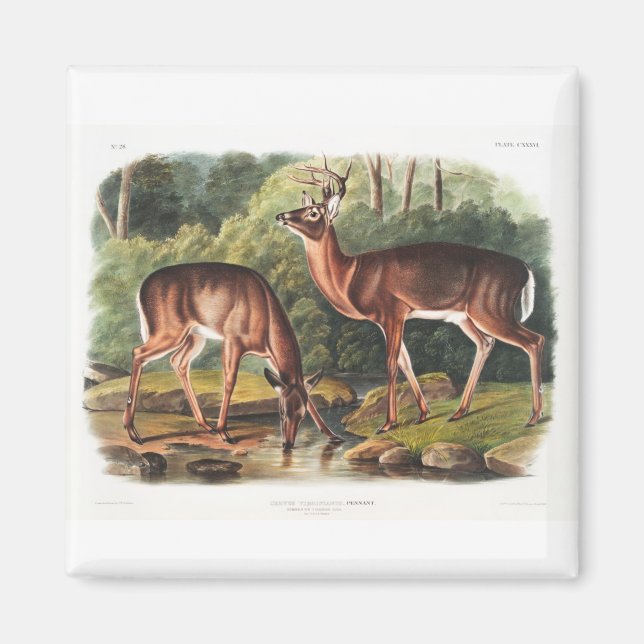 die viviparous vierrupts von John James Audubon Magnet (Vorne)
