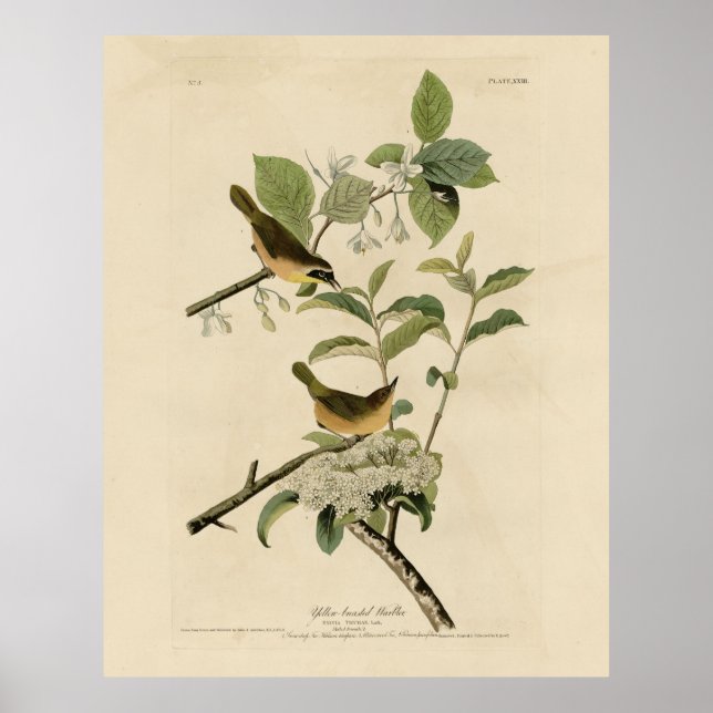Die Vögel Amerikas von Warbler Audubon Poster (Vorne)