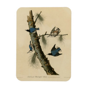 Die Vögel Amerikas von White Breasted Nuthatch Aud Magnet