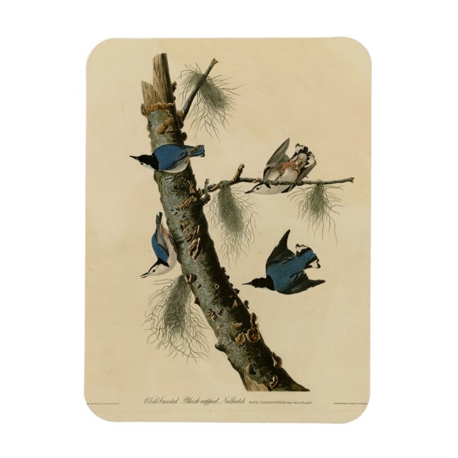 Die Vögel Amerikas von White Breasted Nuthatch Aud Magnet (Vertikal)