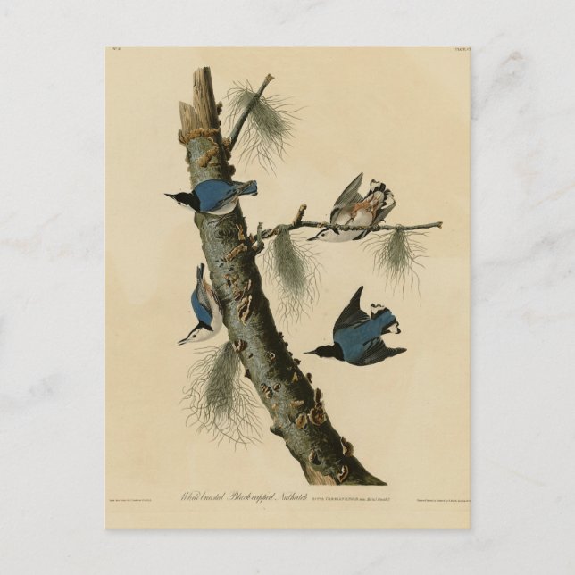 Die Vögel Amerikas von White Breasted Nuthatch Aud Postkarte (Vorderseite)