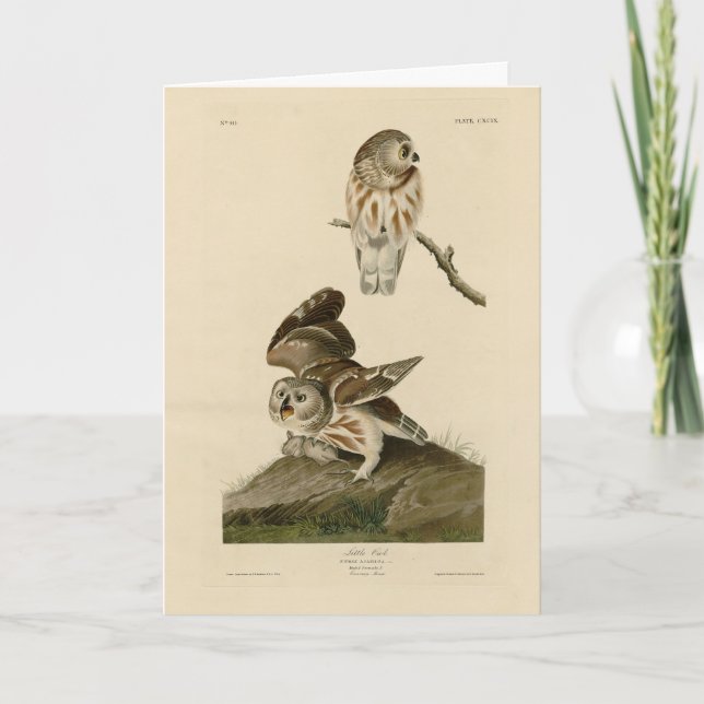 Die Vögel von Audubon in Amerika Karte (Vorderseite)