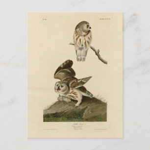 Die Vögel von Audubon in Amerika Postkarte