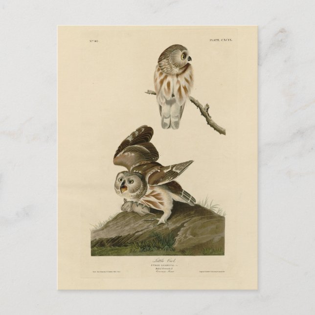 Die Vögel von Audubon in Amerika Postkarte (Vorderseite)