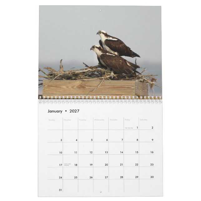 Die Vögel von Forsythe - Osprey Kalender (Jan 2027)