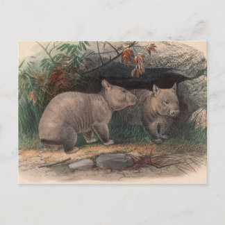 Die von Joseph Wolf hairy genähte Wombat Postkarte
