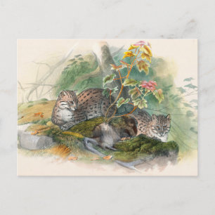 Die Wagati-Katze von Joseph Wolf Postkarte