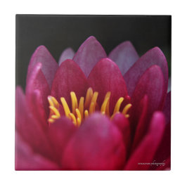 Die Wasserlilie Fliese