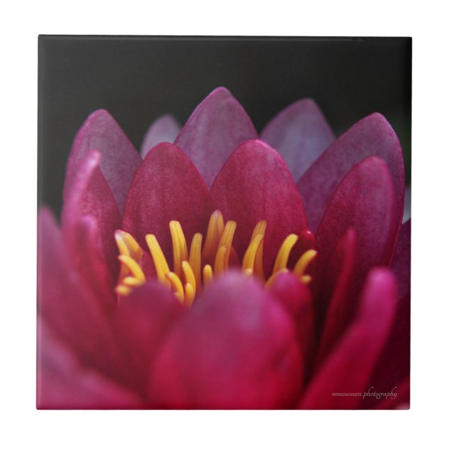 Die Wasserlilie Fliese (Vorderseite)