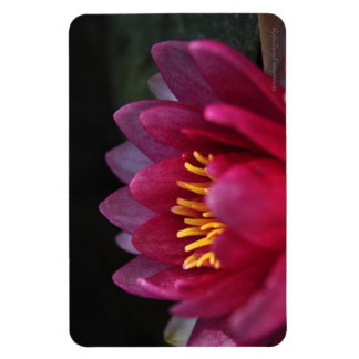 Die Wasserlilie Magnet