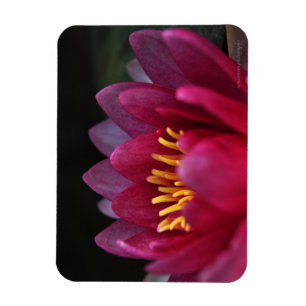 Die Wasserlilie Magnet