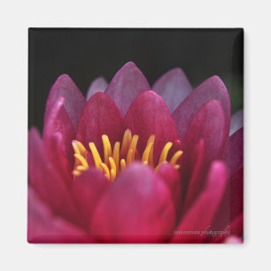 Die Wasserlilie Magnet
