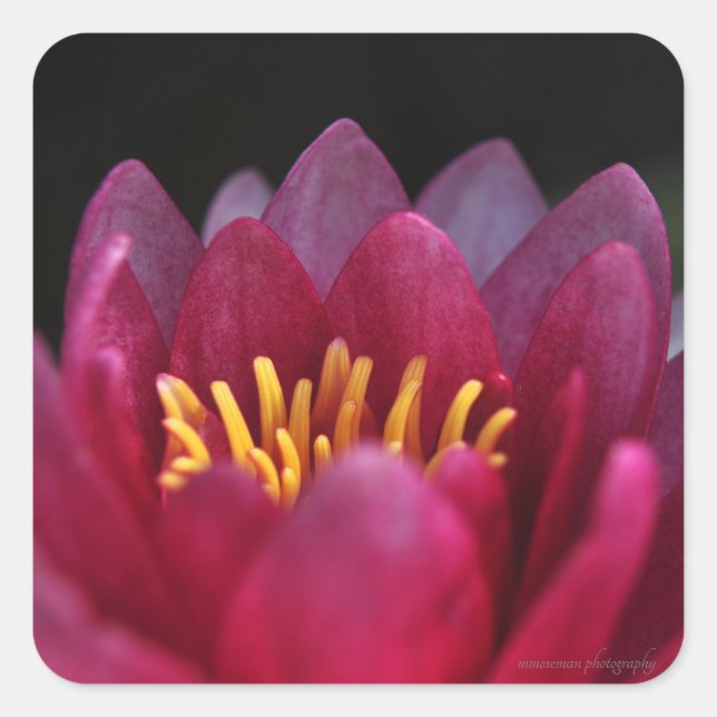 Die Wasserlilie Quadratischer Aufkleber (Vorderseite)