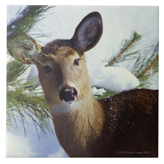 Die Weiß-angebundenen Rotwild (Odocoileus Fliese (Vorderseite)