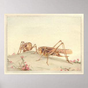 DIE WEISS ANGEFÜHRTE DEZTIKUS-Insektenbuch-Illustr Poster
