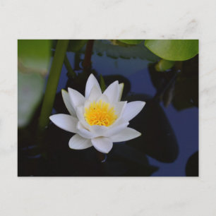 Die weiße Lotus-Karte Postkarte