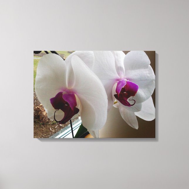 DIE WEISSE ORCHID-Leinwand Leinwanddruck (Vorderseite)