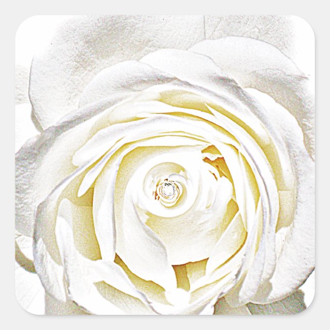 Die weiße Rose der Liebe_ Quadratischer Aufkleber (Vorderseite)