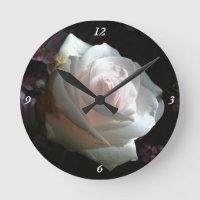 Die weiße Rose