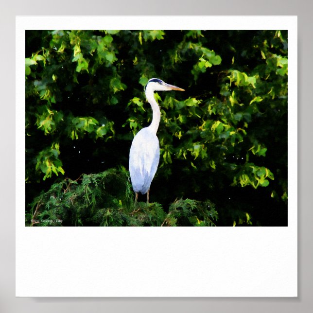Die weiße Vogelpresse Poster (Vorne)