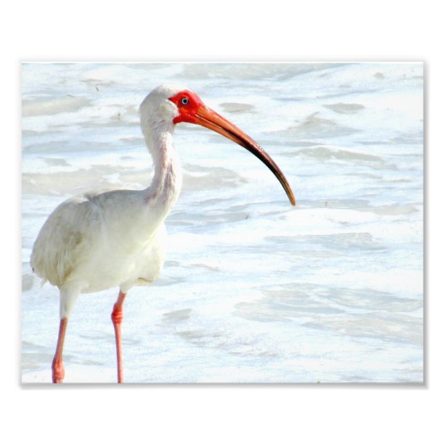 Die weißen Ibis am Strand Fotodruck (Vorne)