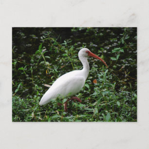 Die weißen Ibis... Postkarte