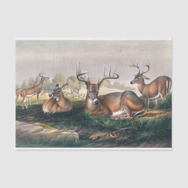 Die Weißen von Joseph Wolf Seidenpapier (Vorderseite)