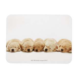 Die Welpen des golden retriever Magnet
