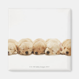 Die Welpen des Goldenen Retriever Magnet