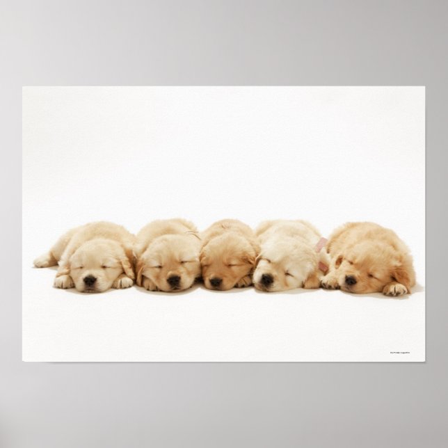Die Welpen des Goldenen Retriever Poster (Vorne)