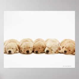 Die Welpen des Goldenen Retriever Poster