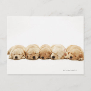 Die Welpen des Goldenen Retriever Postkarte