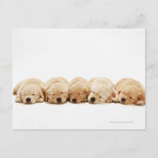 Die Welpen des Goldenen Retriever Postkarte (Vorderseite)