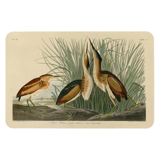 Die wenigsten Bittern von Audubons Vögeln in Ameri Magnet (Horizontal)