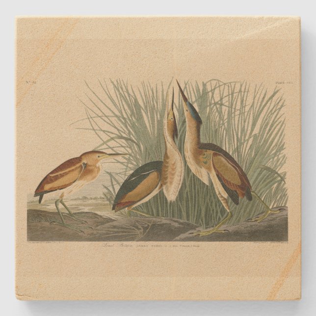 Die wenigsten Bittern von Audubons Vögeln in Ameri Steinuntersetzer (Vorderseite)