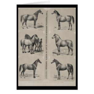 Die wichtigsten Pferderassen