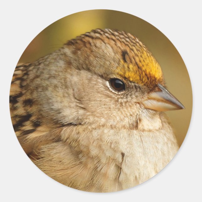 Die Widerstandskraft eines Golden Crown Sparrow Runder Aufkleber (Vorderseite)