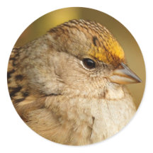 Die Widerstandskraft eines Golden Crown Sparrow