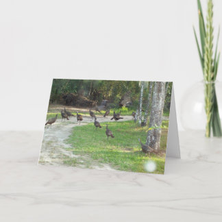 Die wilde Türkei Feiertagskarte