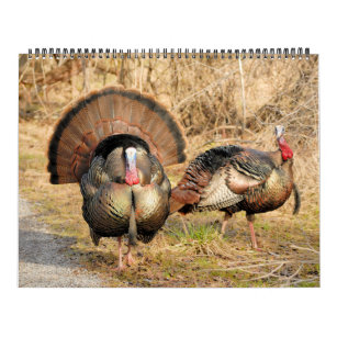 Die wilde Türkei Kalender