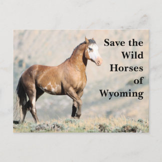 Die wilden Pferde der Wyoming-Postkarte gerettet Postkarte