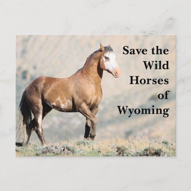 Die wilden Pferde der Wyoming-Postkarte gerettet Postkarte (Vorderseite)