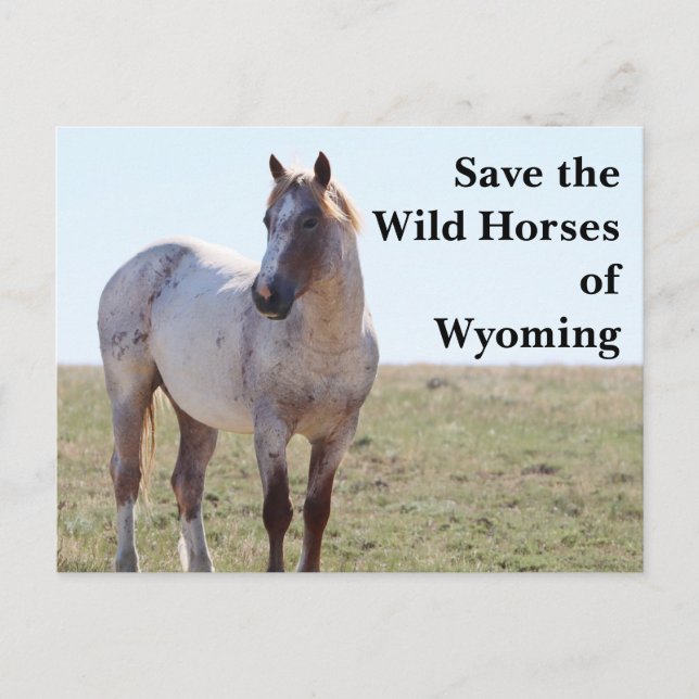 Die wilden Pferde der Wyoming-Postkarte gerettet Postkarte (Vorderseite)