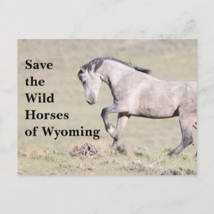 Die wilden Pferde der Wyoming-Postkarte gerettet Postkarte