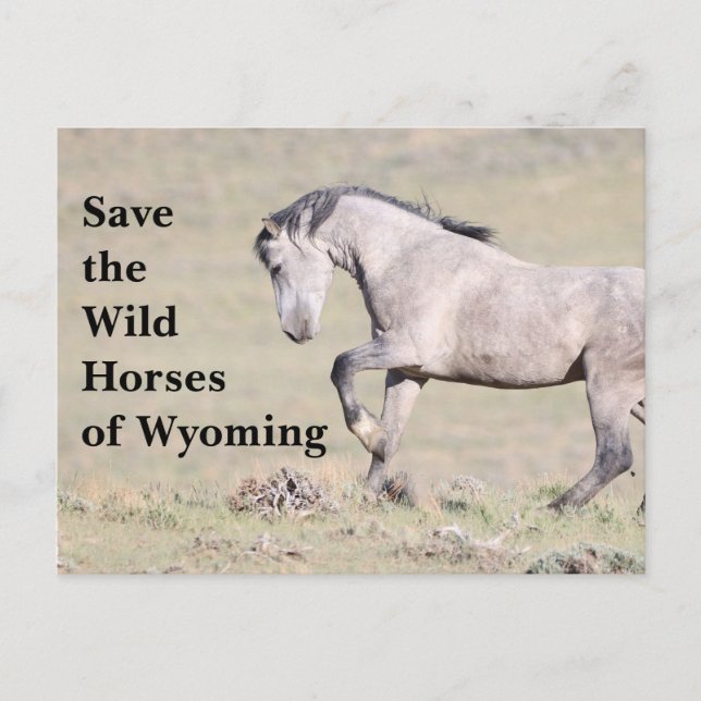 Die wilden Pferde der Wyoming-Postkarte gerettet Postkarte (Vorderseite)