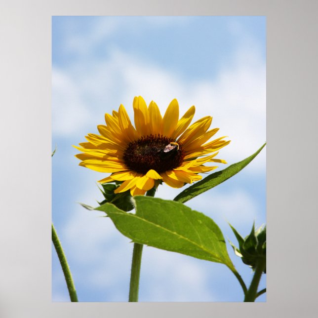 Die Wolken Poster (Vorne)